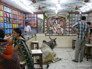 animals in a store