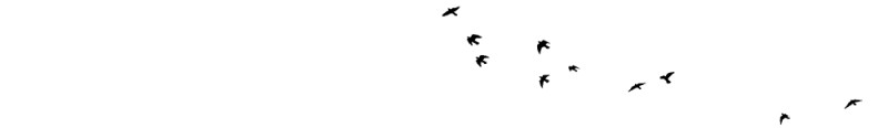 Birds Flying Text Divider