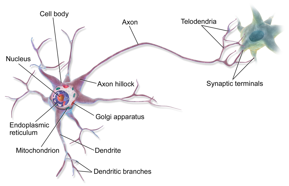 Neurons