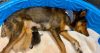 dog adopts kittens ABC 15 Arizona